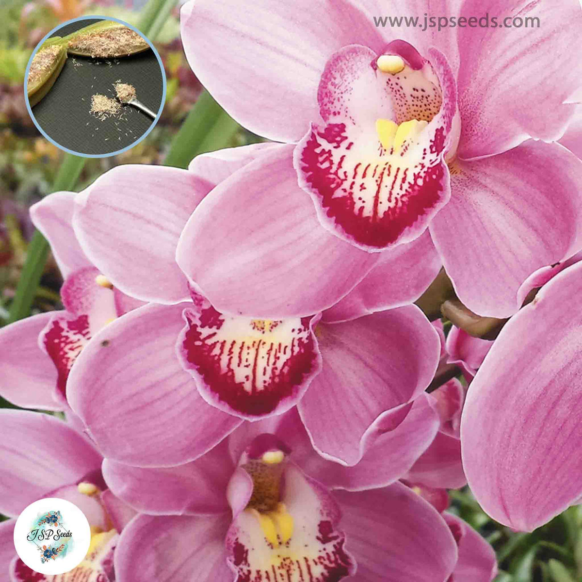 50 Pink Cymbidium Orchid flower Seeds (Flower Garden Potted Plants)Thailand Orchids