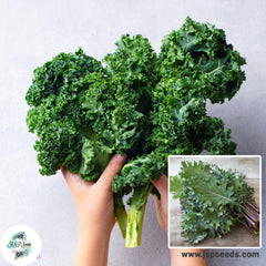 100 Hydra Kale Organic Heirloom Seeds (Vegetable) Non Gmo