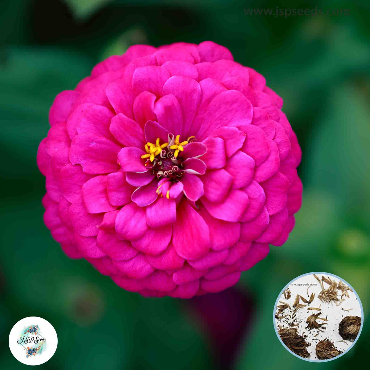 100 Pink Zinnia Flower Seeds (Flower Plants)