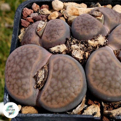 Lithops hookeri v subfenestrata C019 (brunneoviolacea) / 40 seeds (Living stones)