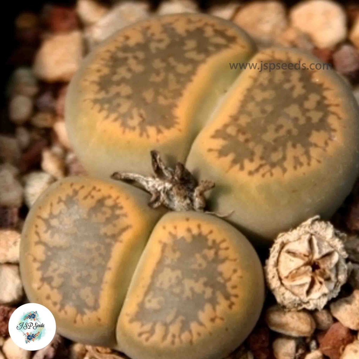 Lithops aucampiae ‘Storm’s Snowcap’ C392 / 40 seeds (Living Stones)