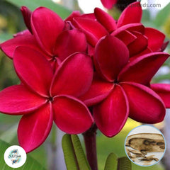 20 Thai Siam1 Plumeria Rubra (Frangipani) Seeds Fresh Flower New Seeds