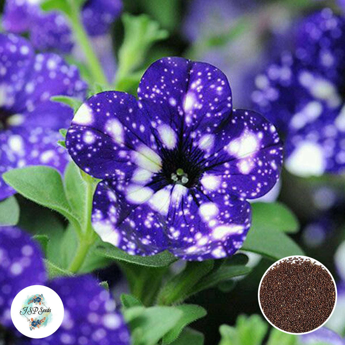 300 Night Skies Petunia Seeds Grandiflora, Multiflora, Milliflora Perennial Flowers Annual Seeds (Flower)