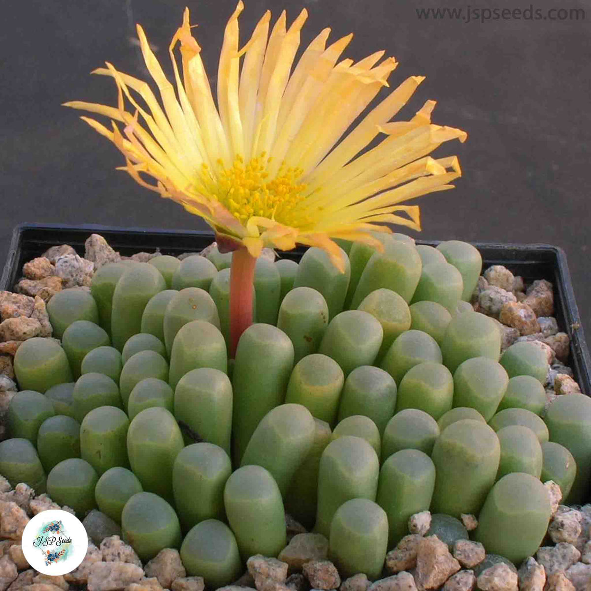 Fenestraria aurantiaca (Baby Toes) / 40 seeds