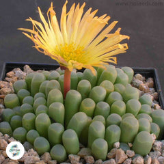 Fenestraria aurantiaca (Baby Toes) / 40 seeds