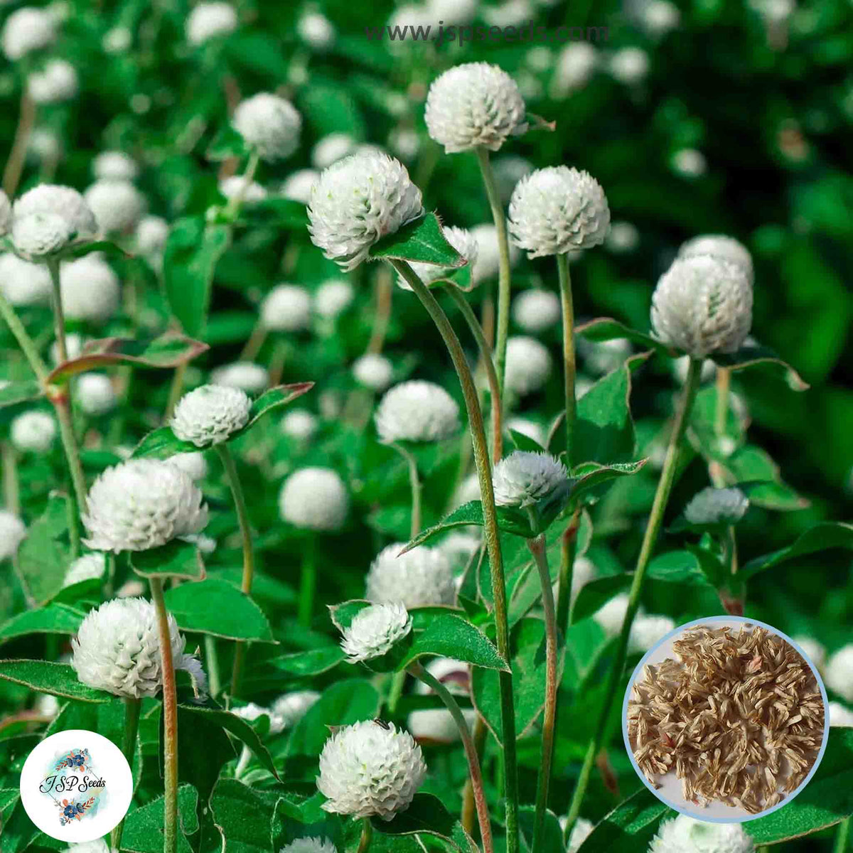 200 White Globe Amaranth Bachelor Button (Gomphrena haageana) Seeds (Asia Flower)