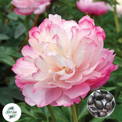 20 Joker Peony Paeoniaceae Paeonia suffruticosa Tree Flower Plant Seeds (Lucky Flower) (Flower Garden Potted Plants)