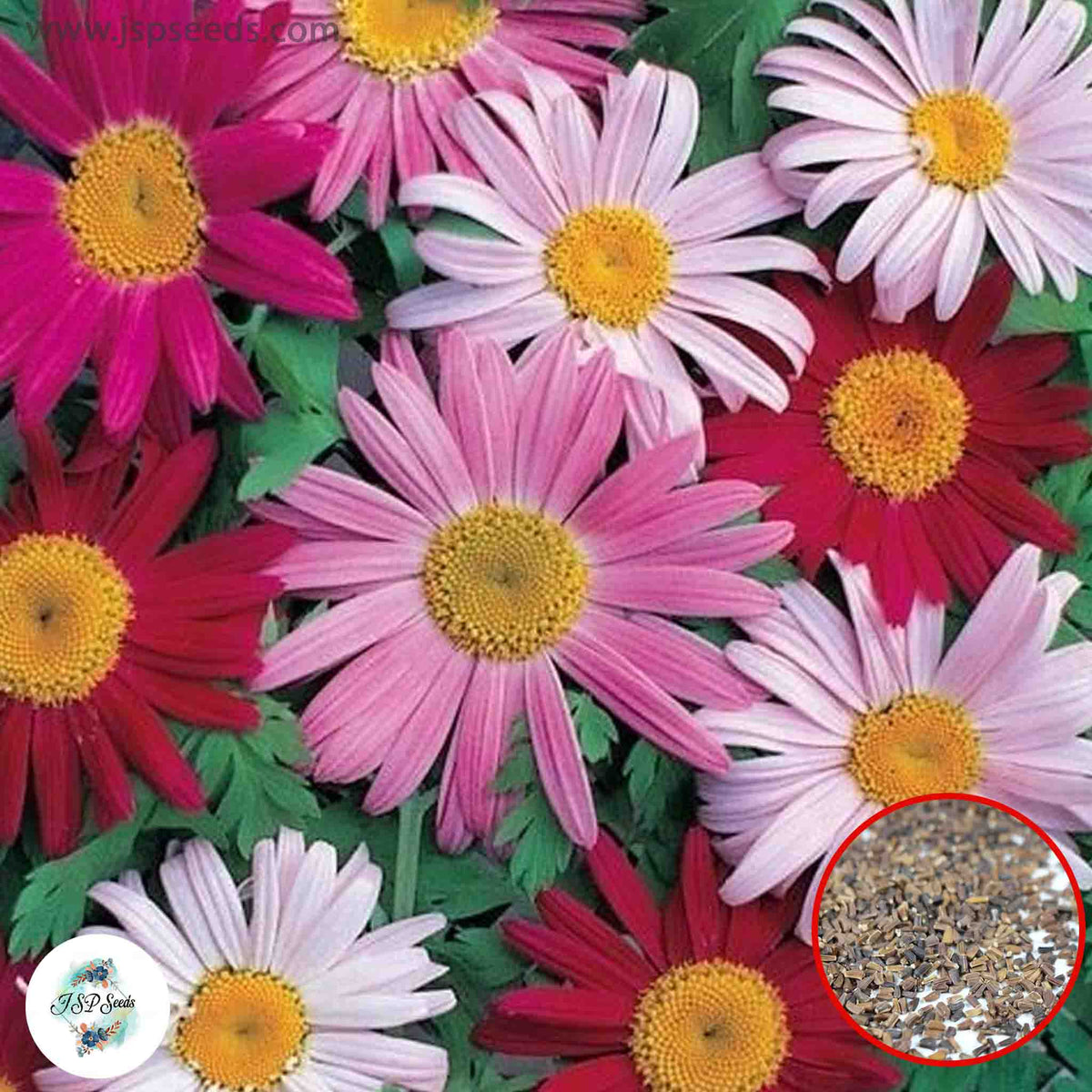 300 Mixed Chrysanthemum DAISY Perennial Heirloom Flower Seeds