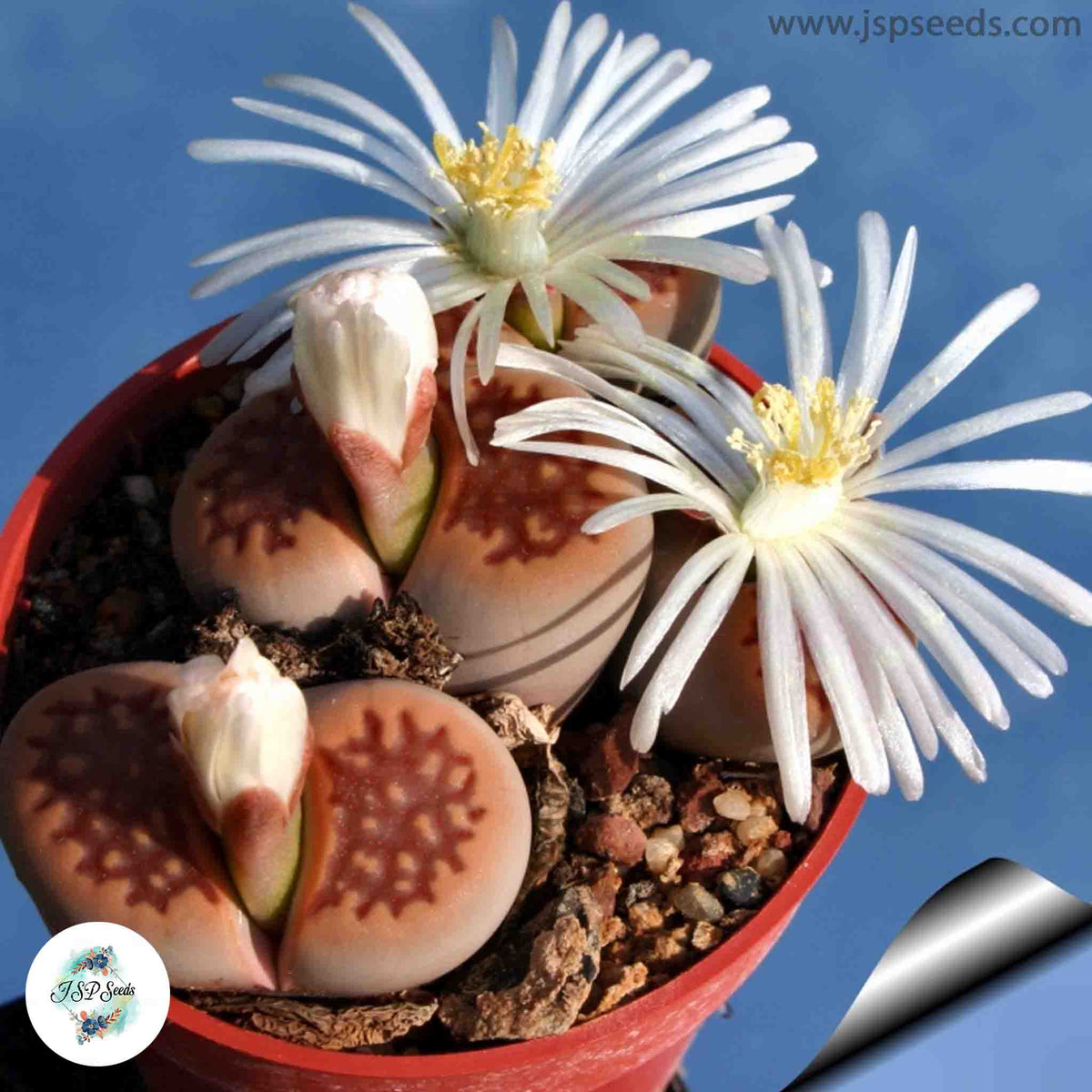 Lithops hallii v ochracea C059 / 40 seeds