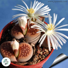 Lithops hallii v ochracea C059 / 40 seeds