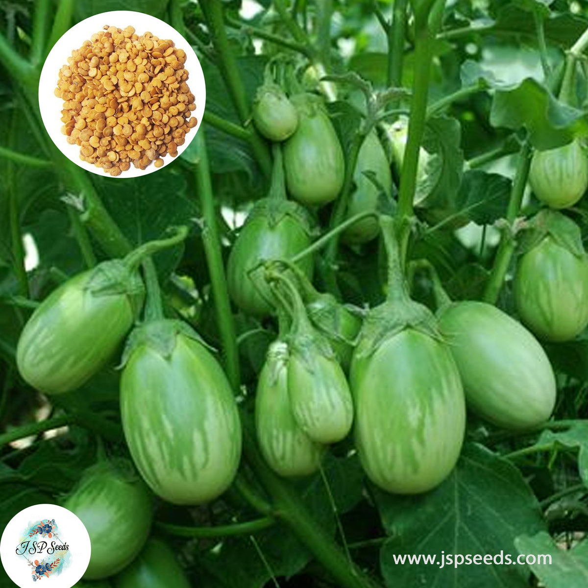 200 Thai Eggs Plant Ablongo Eggplant Seeds (Asia Vegetable)