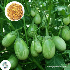 200 Thai Eggs Plant Ablongo Eggplant Seeds (Asia Vegetable)