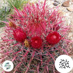 40 Seeds Ferocactus coloratus Cactus Succulent seeds