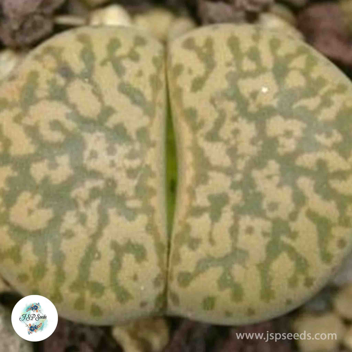 Lithops gesinae C207 / 40 seeds (Living Stones)