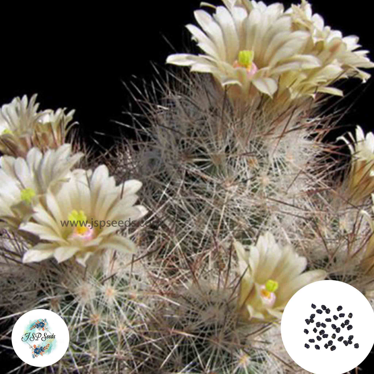 40 Seeds Escobaria zilziana Cactus Succulent seeds