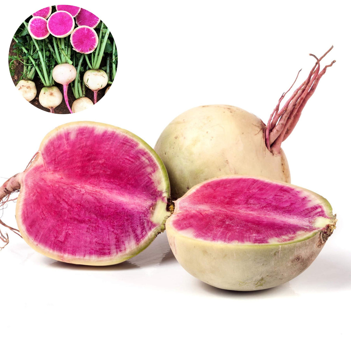 100 Radish Watermelon Organic Heirloom Seeds (Vegetable) Non Gmo