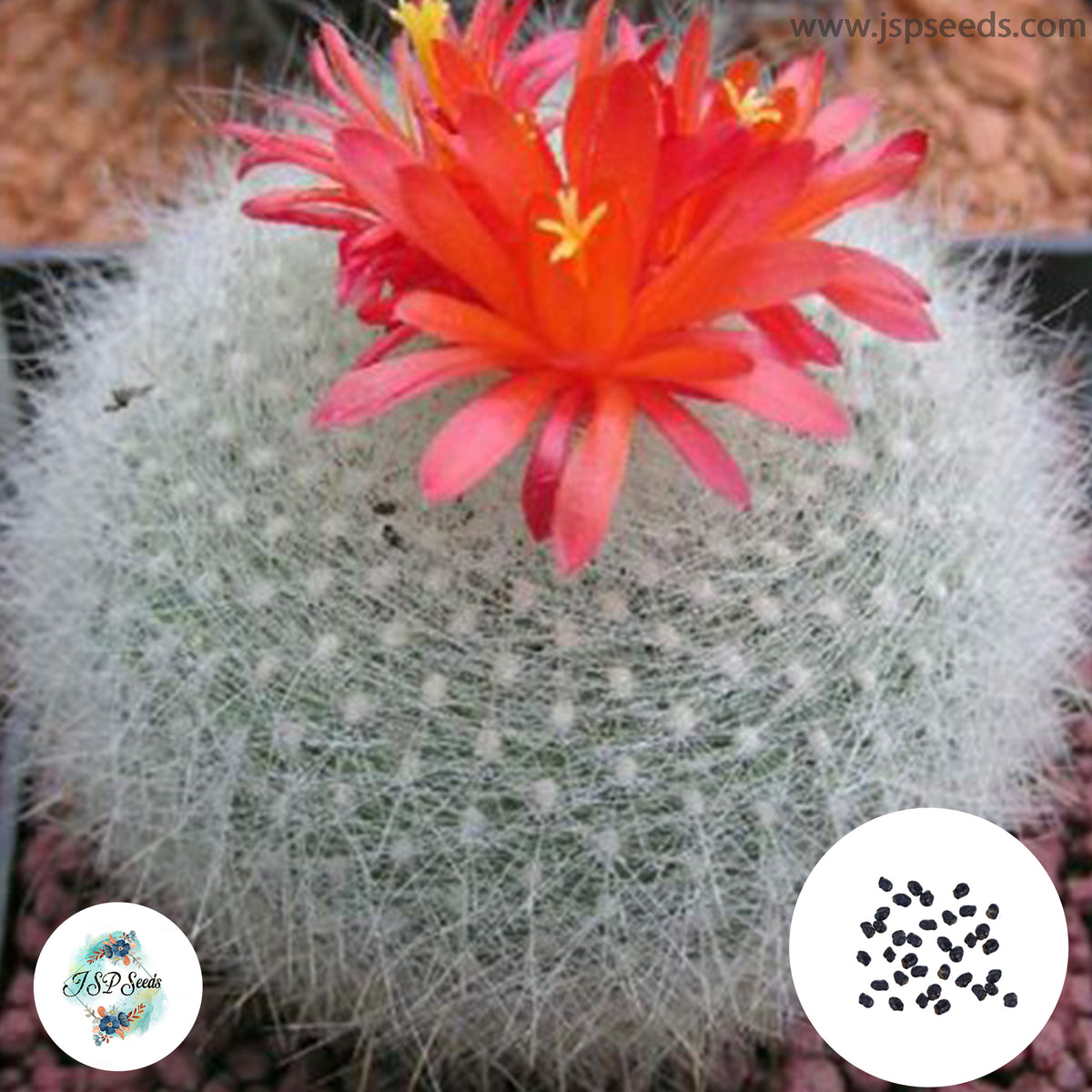 40 Seeds Brasilicactus haselbergii v. weiss Cactus Succulent seeds