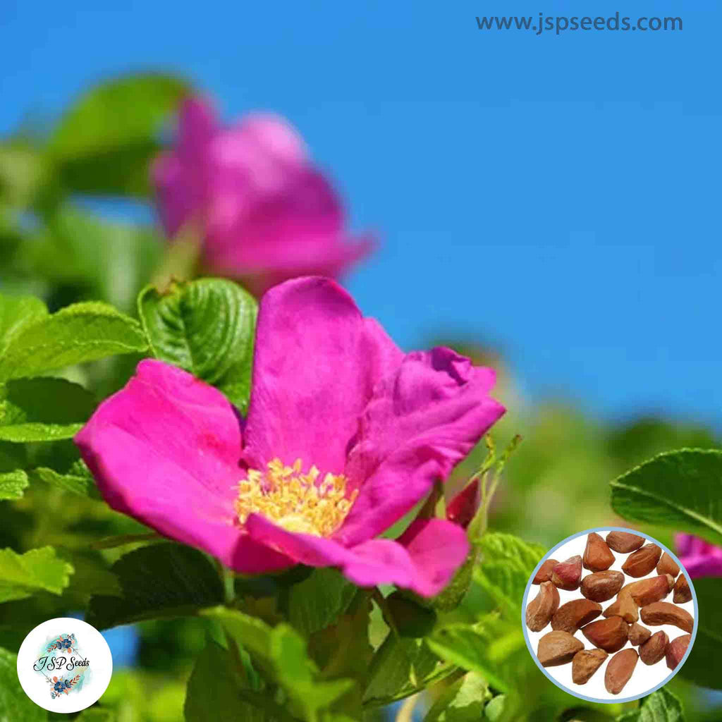 Ruga Rosa 100 Sky Japanese Rose Ruga Rugosa Fragrant flower Bonsai Seeds – JSPSeeds