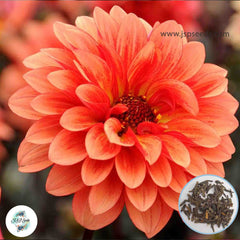 50 Melody Dora Dahlia Seeds (Flower Garden Plants)