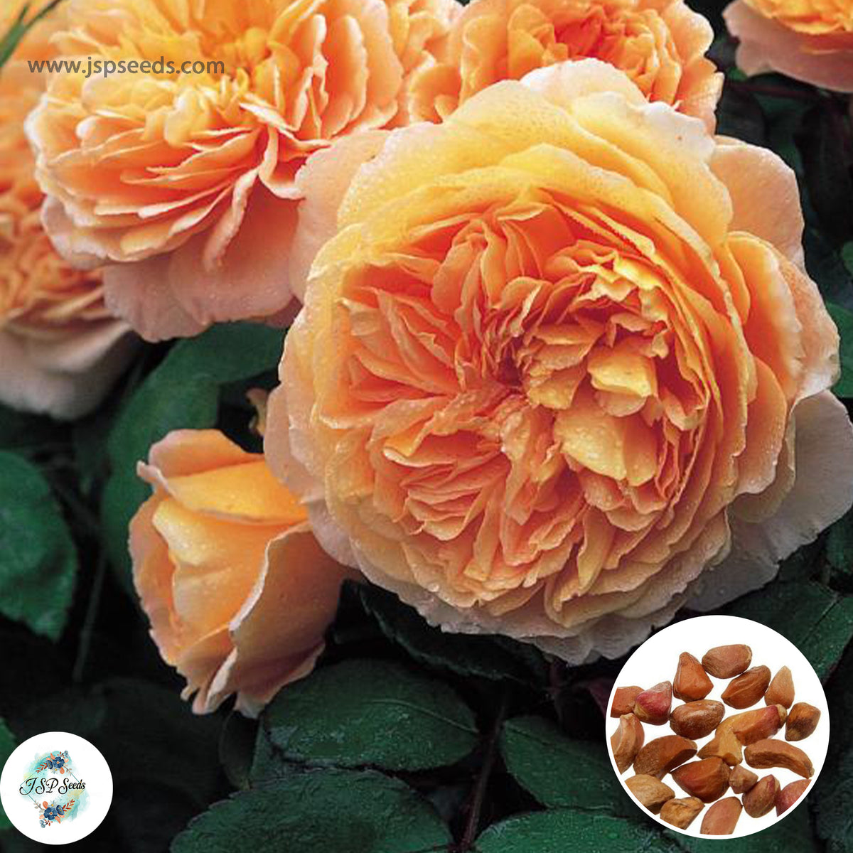 50 Heirloom Crown Princess Margareta English Rose flower Bonsai Garden Seeds