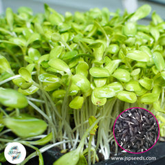 50 Sunflower Sprout Seeds (Asia Vegetable)