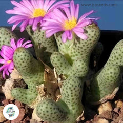 Conophytum marginatum ssp haramoepense [RARE] / 40 seeds