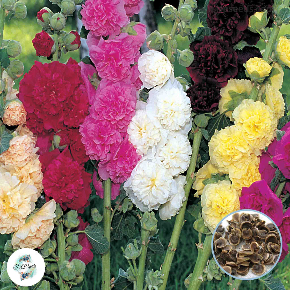 50 Mixed Color Hollyhock Flower Seeds (Flower Plants)