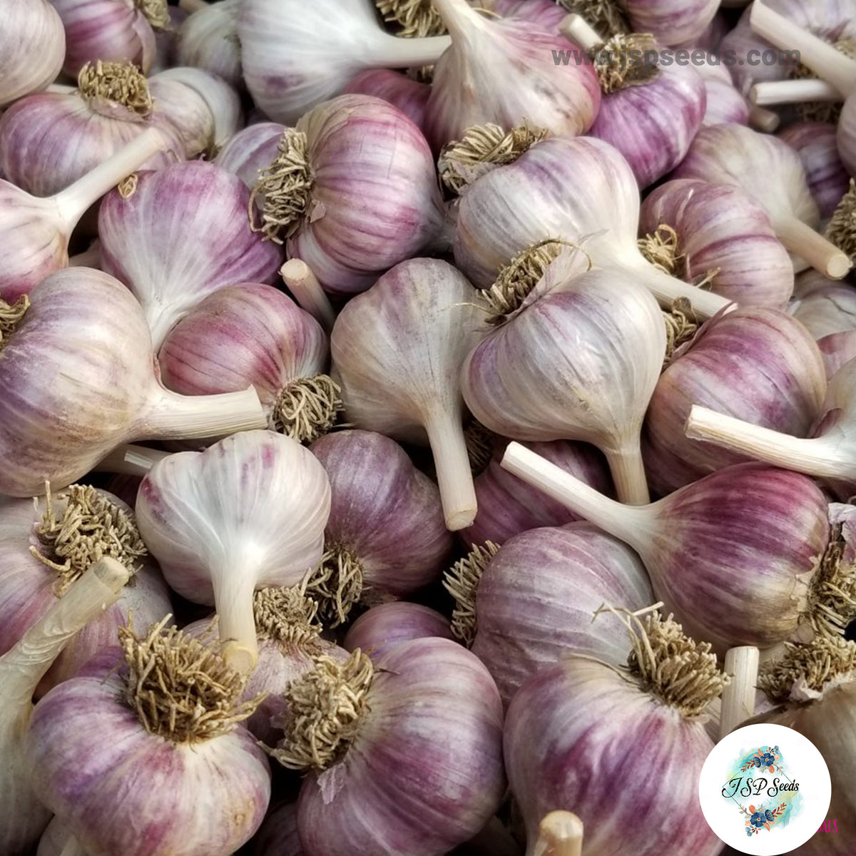 20 gram Yugoslavian Hardneck Garlic Bulbils (Organic Vegetable) Non-GMO Heirloom Seeds