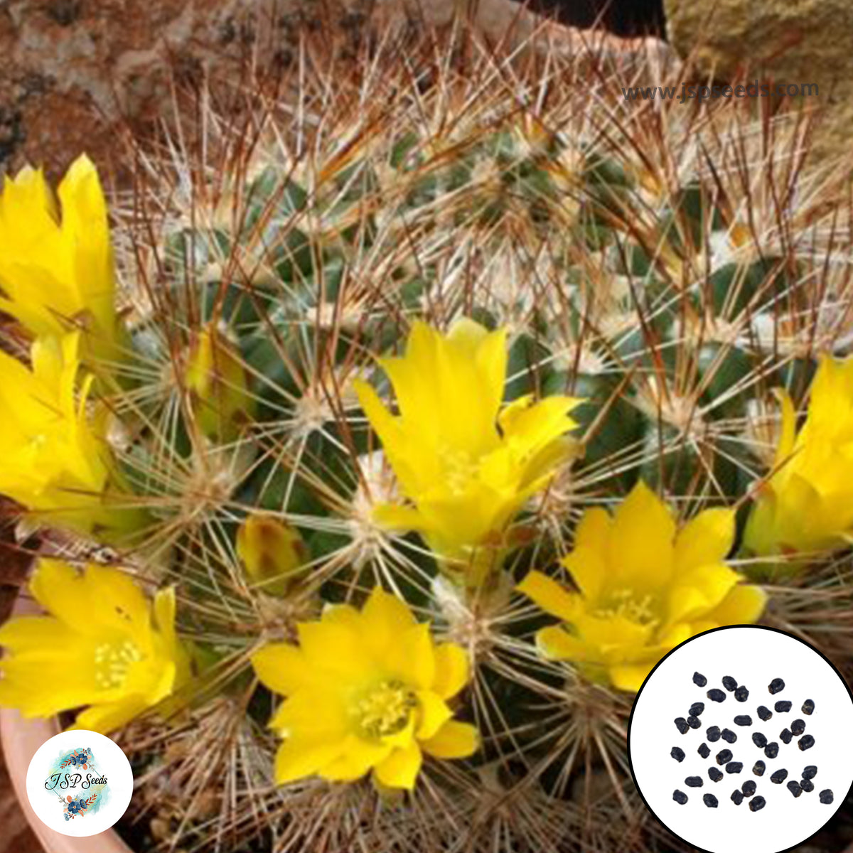 40 Seeds Weingartia saipieana Cactus Succulent seeds