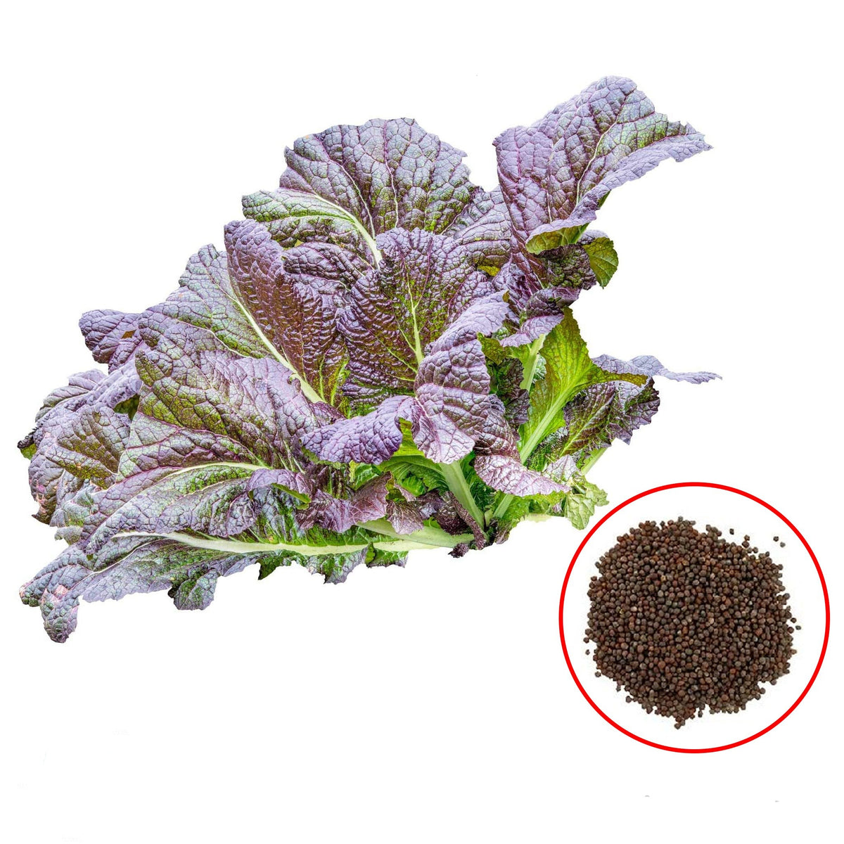 100 Red Giant Mustard Heirloom Seeds (Vegetable) Non Gmo