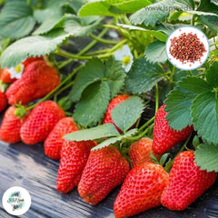 100 Giant Japan Strawberry Bonsai Dwarf Fruit Heirloom Seeds (Potted Plants)