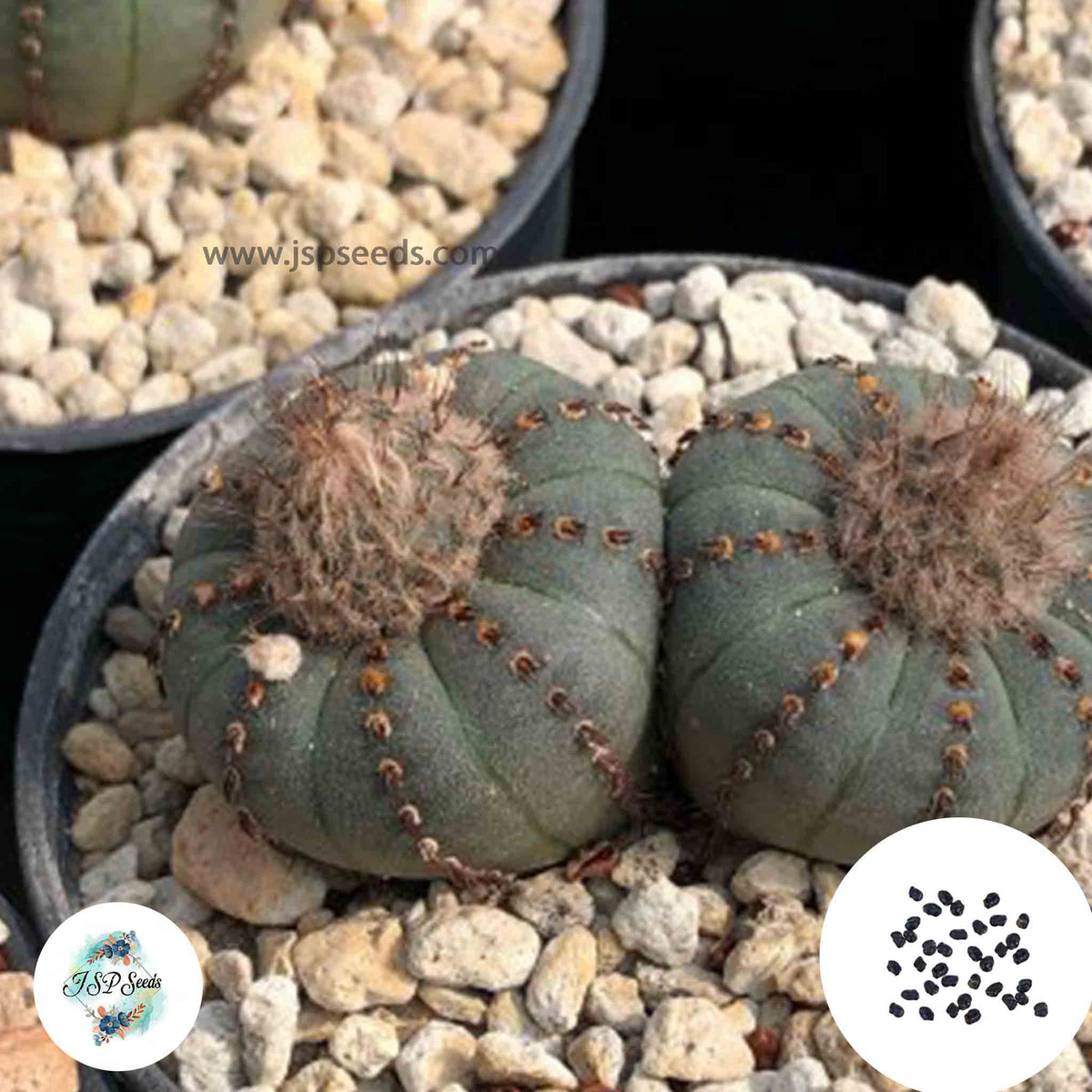 40 Seeds Frailea castanea v. nitens Cactus Succulent seeds