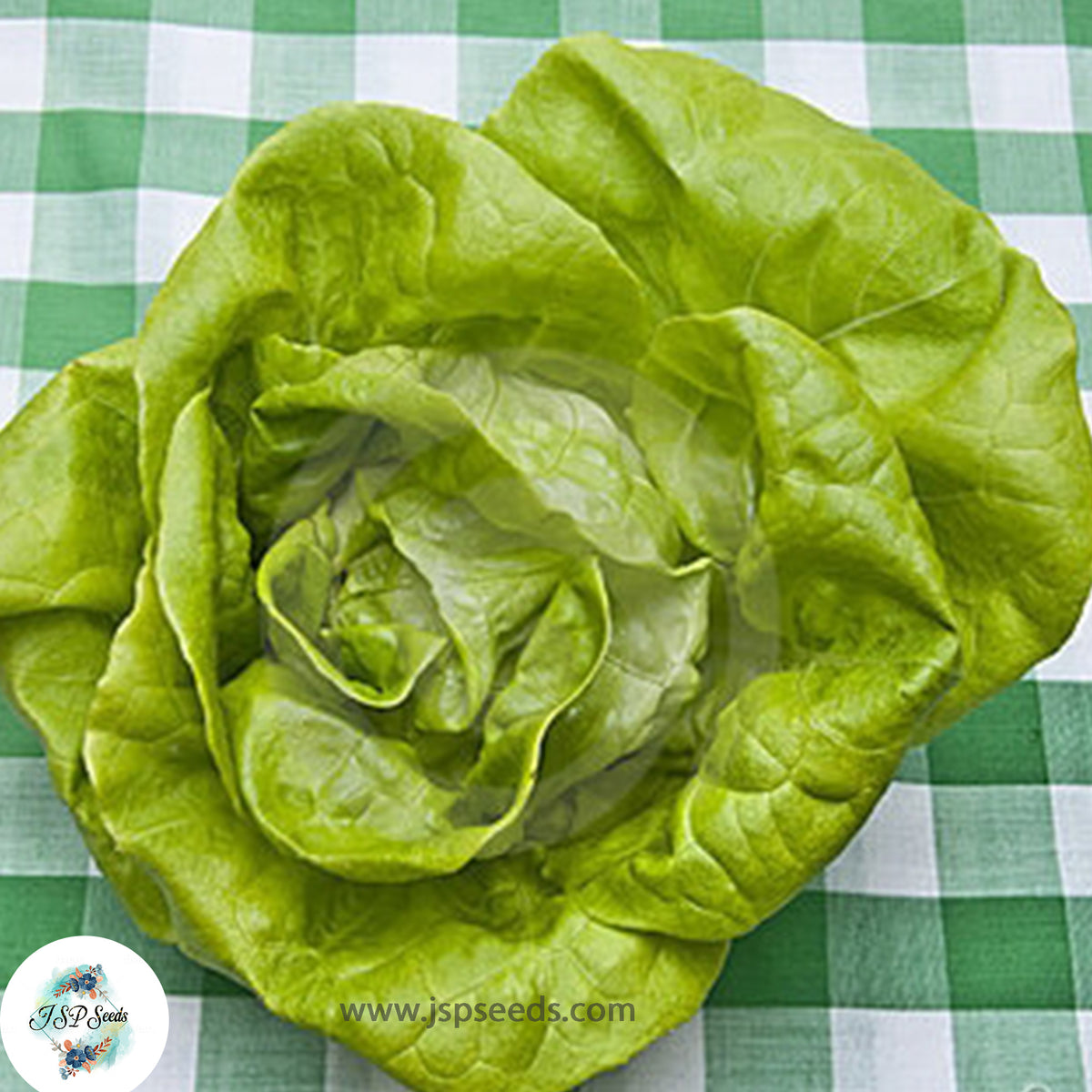 300 Bibb Lettuce Organic Heirloom Seeds (Vegetable) Non Gmo