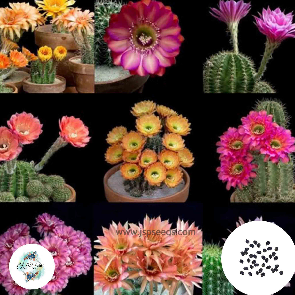 40 Seeds Echinopsis+pseudolobivia seed mix (hybid) Cactus Succulent seeds