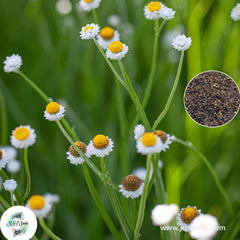 200 Ammobium Alatum Seeds, Organic Heirloom Flower Seeds Winged Everlasting