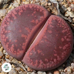 Lithops aucampiae ‘Rudesheim Ruby’ [RARE] / 40 seeds (Living Stones)