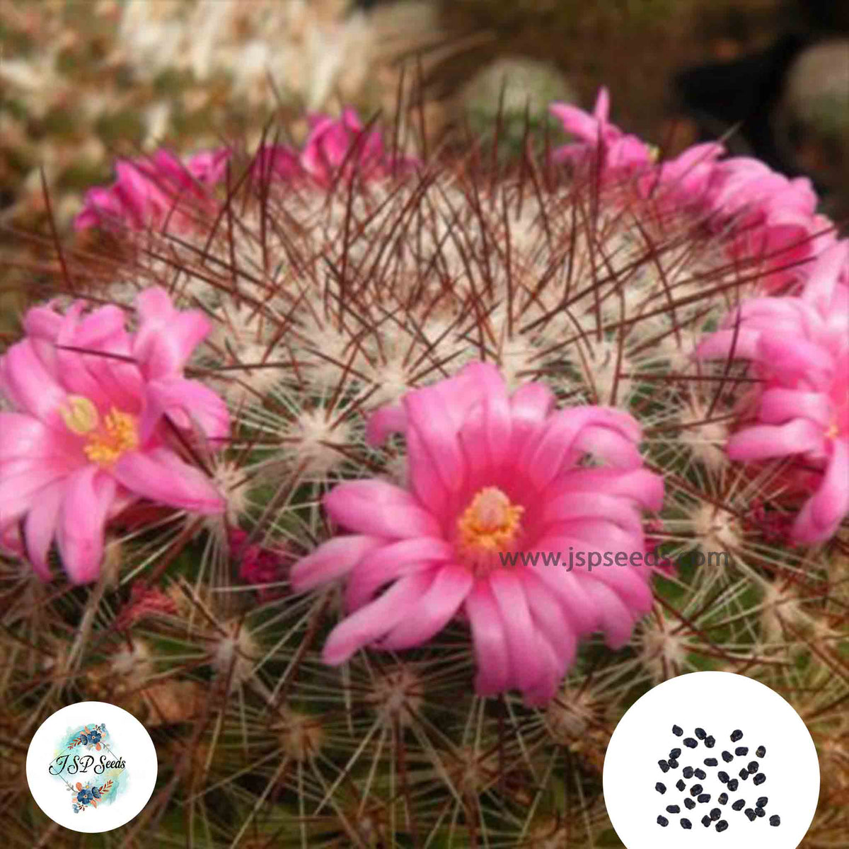 40 Seeds Mammillaria amoena Cactus Succulent seeds