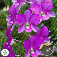 50 Purple Dendrobium Orchid flower Seeds (Flower Garden Potted Plants)Thailand Orchids