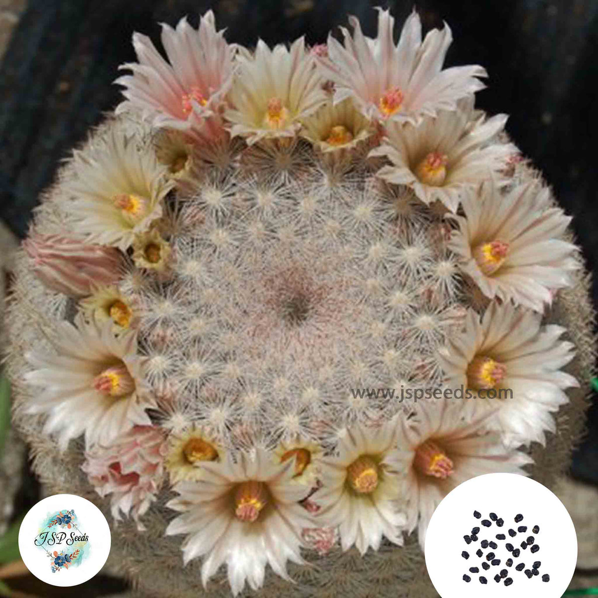 40 Seeds Mammillaria candida Cactus Succulent seeds