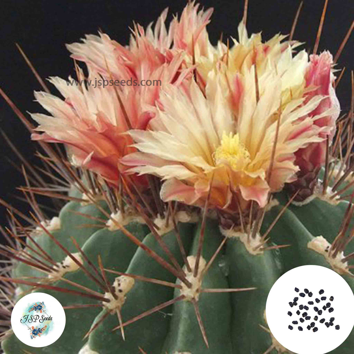 40 Seeds Ferocactus flavovirens Cactus Succulent seeds