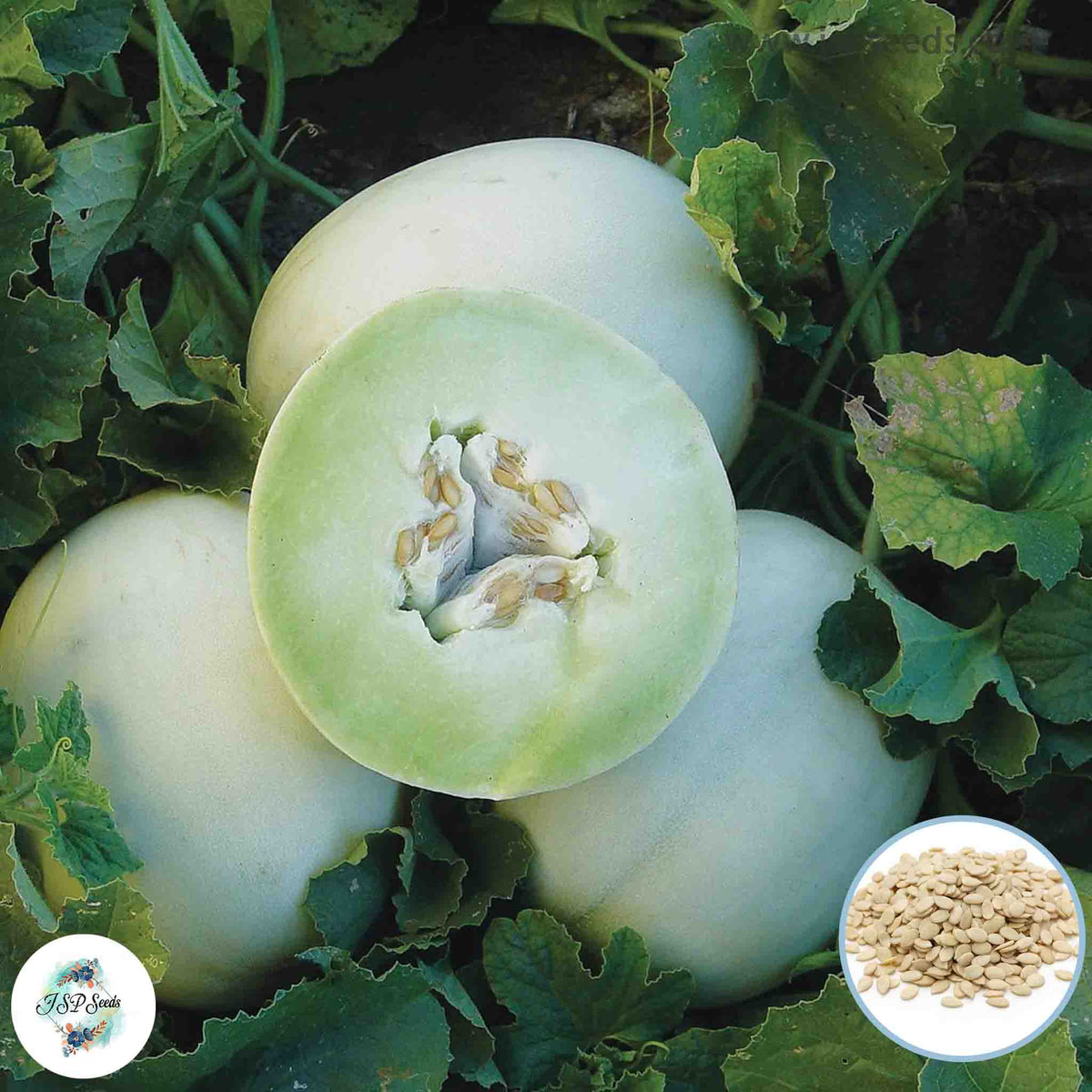 50 Green Flesh HoneyDew Seeds