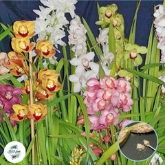 50 Mixed Cymbidium Orchid flower Seeds (Flower Garden Potted Plants)Thailand Orchids