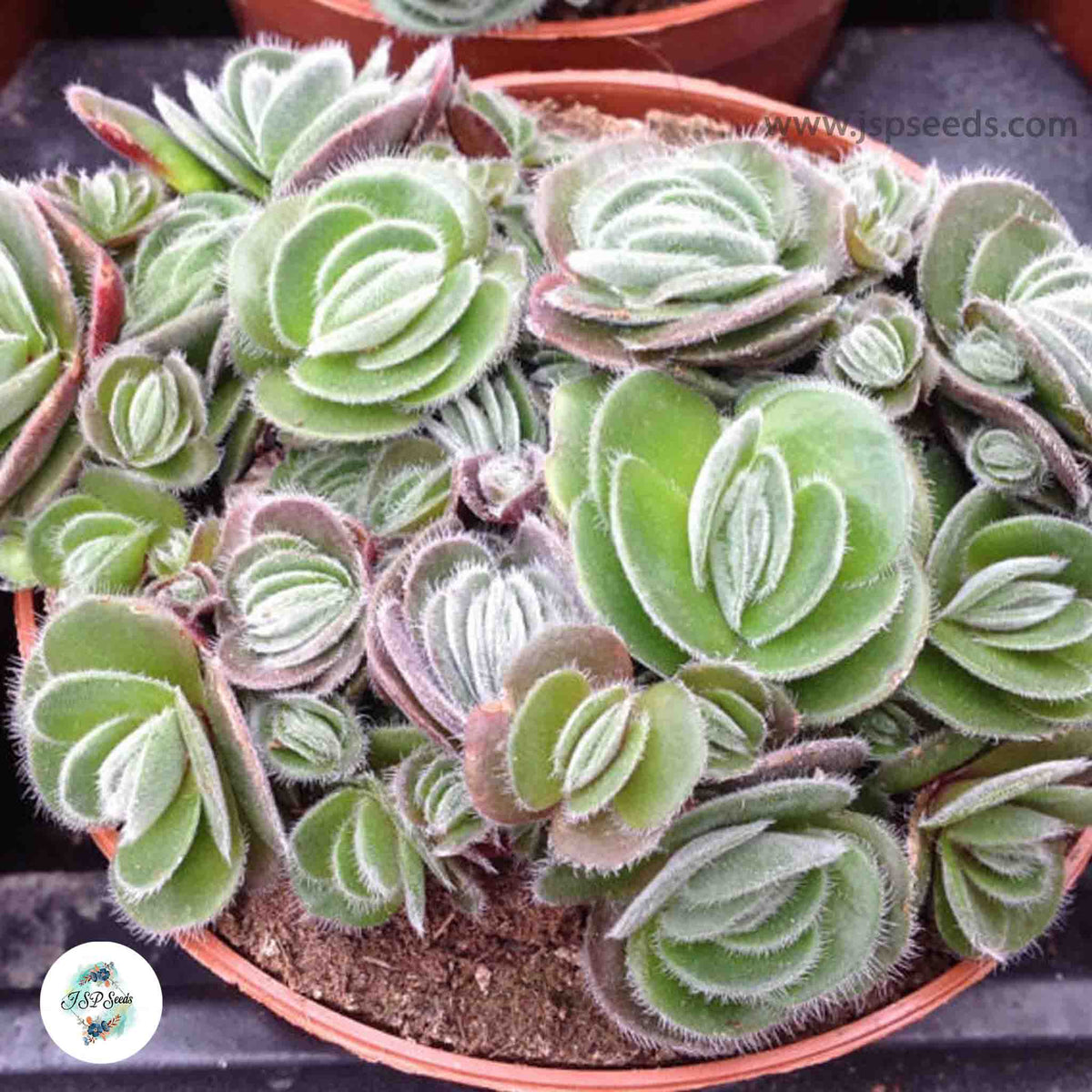 Crassula tomentosa / 40 seeds (Woolly crassula)