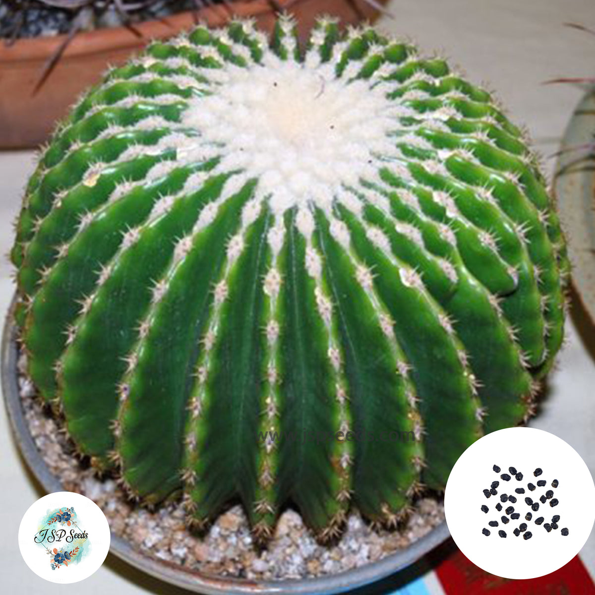 40 Seeds Echinocactus grusonii v. brevispinus (inermis) Cactus Succulent seeds