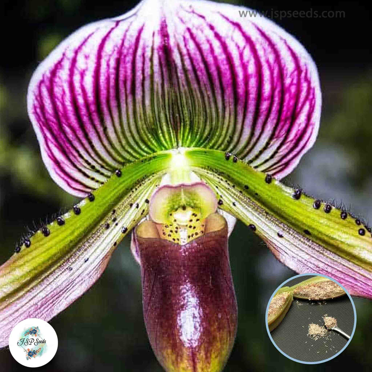 50 Paphiopedilum Orchids Lady Slipper Orchid flower Seeds (Flower Garden Potted Plants)