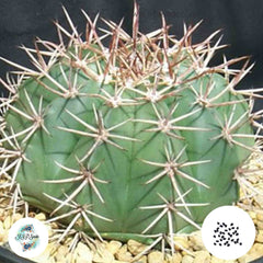 40 Seeds Melocactus maxonii Cactus Succulent seeds