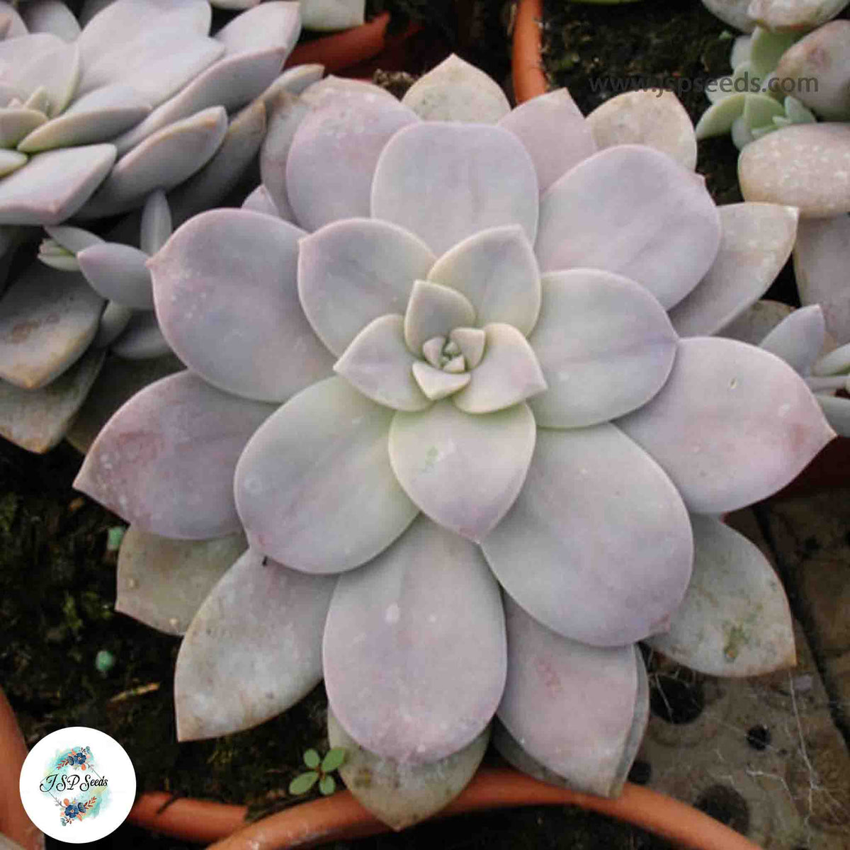 Graptopetalum pentandrum / 40 seeds (Five Stamen Graptopetalum)