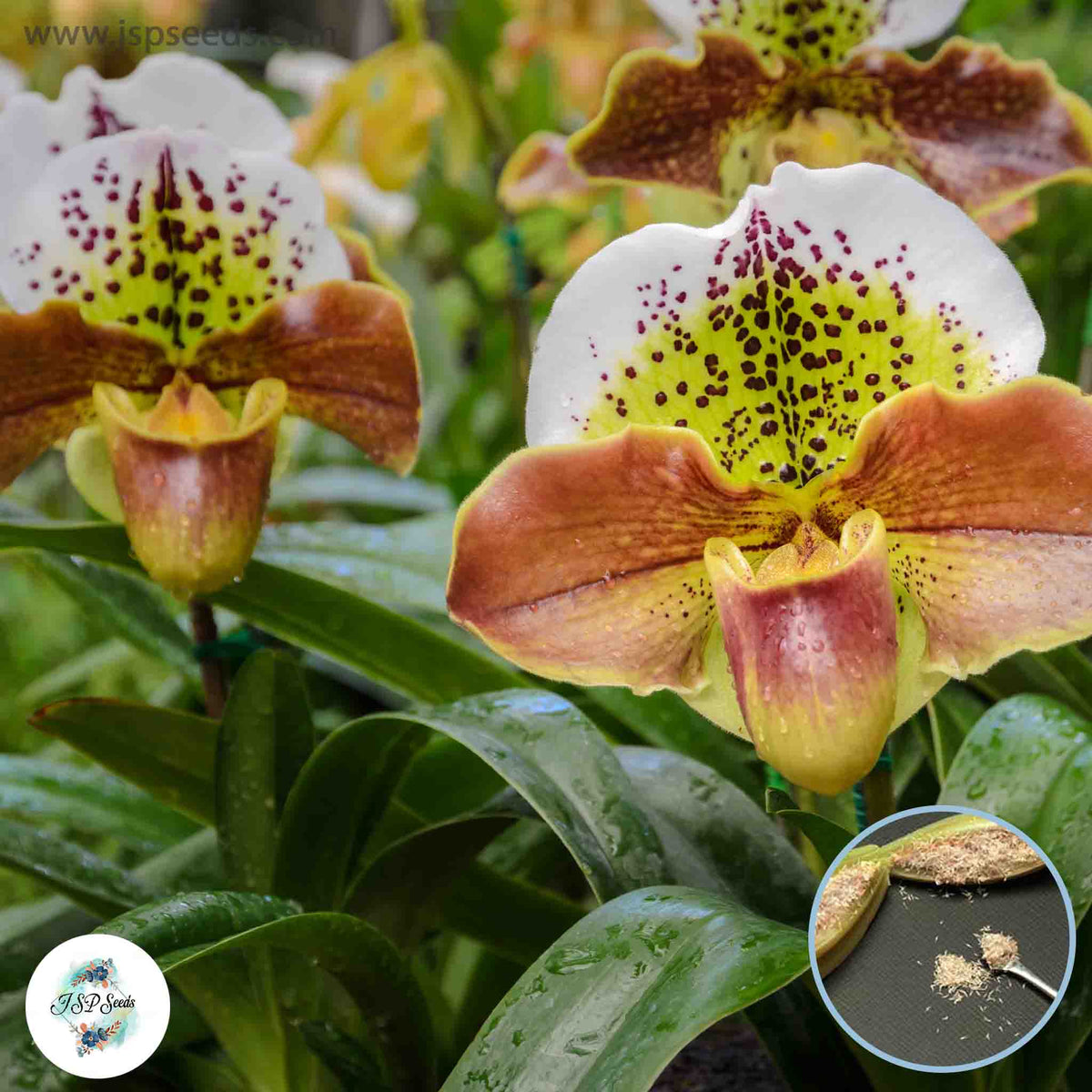 50 Paphiopedilum Orchids Lady Slipper Orchid flower Seeds (Flower Garden Potted Plants)