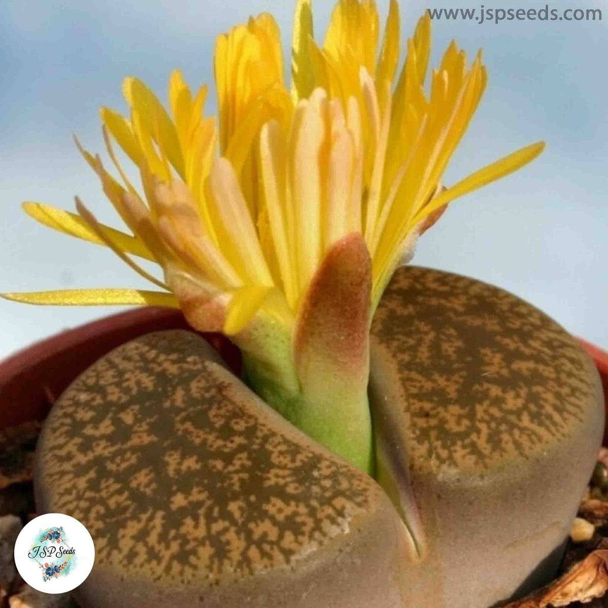 Lithops lesliei C026 / 40 seeds (Living Stones)