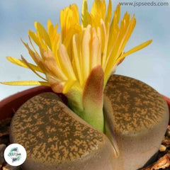 Lithops lesliei C026 / 40 seeds (Living Stones)